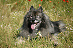 Keeshond