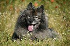 Keeshond