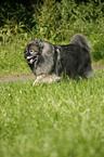 Keeshond