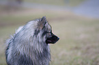 Keeshond Portrait