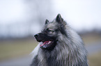 Keeshond Portrait