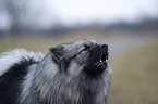 barking Keeshond