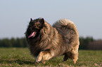 walking Keeshond