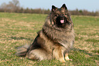 Keeshond