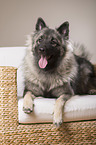 lying Keeshond