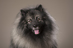 Keeshond Portrait