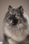 Keeshond Portrait