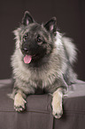 lying Keeshond