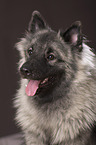 Keeshond Portrait