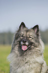 Keeshond Portrait