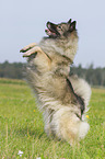Keeshond on the meadow