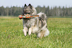 running Keeshond