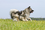 running Keeshond