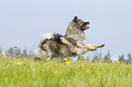 running Keeshond