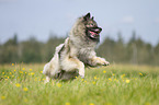 running Keeshond