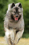 runing Keeshond