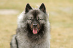 Keeshond Portrait