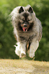 runing Keeshond