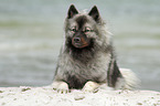 lying Keeshond