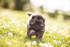 Keeshond Puppy