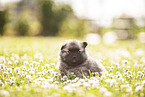 Keeshond Puppy