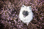 young Keeshond