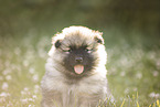 Keeshond Puppy