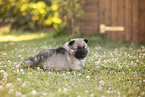 Keeshond Puppy