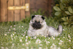 Keeshond Puppy