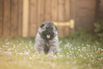 Keeshond Puppy