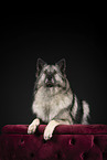 Keeshond