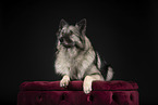 Keeshond