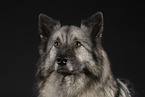 Keeshond