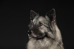 Keeshond