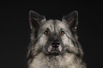 Keeshond