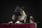 Keeshond