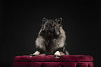 Keeshond