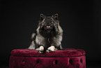 Keeshond