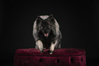 Keeshond