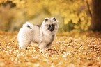 Keeshond Puppy