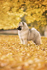 Keeshond Puppy