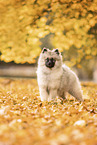 Keeshond Puppy