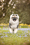 adult Keeshond