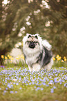 adult Keeshond