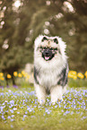 adult Keeshond