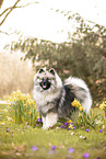 adult Keeshond