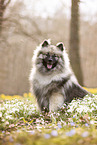 adult Keeshond