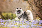 adult Keeshond