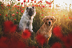 Keeshond puppy and Golden Retriever