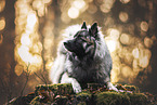 Keeshond